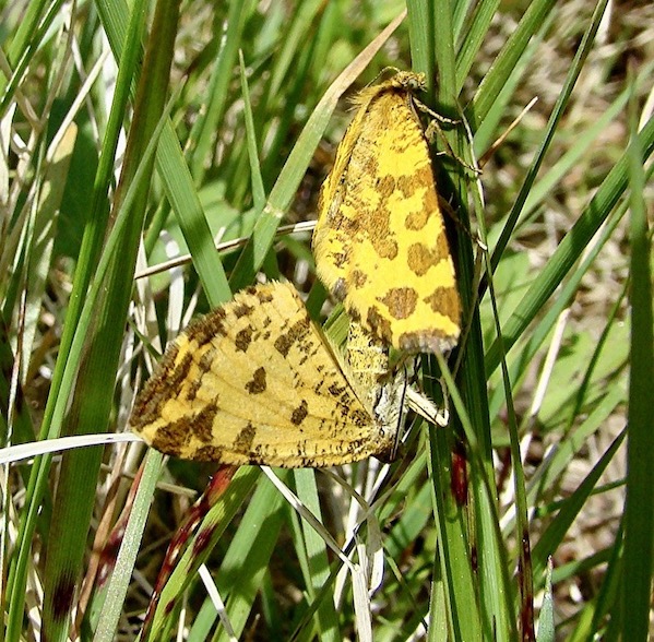 speckled yellow